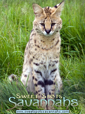 african serval kitten