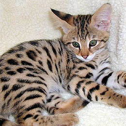 african serval kittens for sale