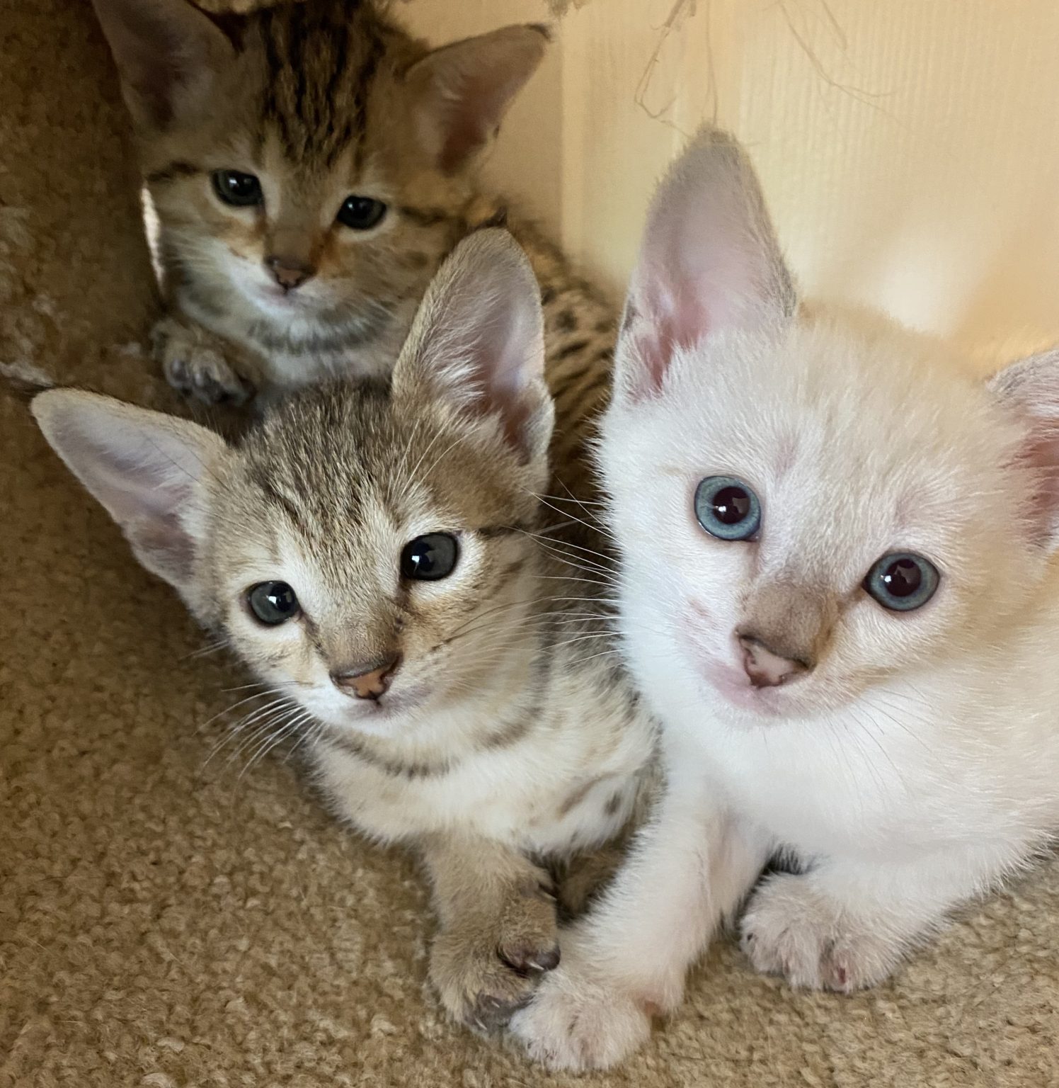 Kittens for Sale Savannah Kittens