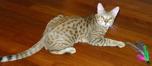 Savannah cat for sale  Savannah kittens for sale - Belle Hollow